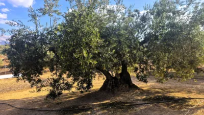 Rustic farm in Dehesa de los Montes photo 14