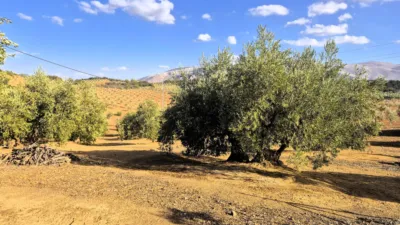 Rustic farm in Dehesa de los Montes photo 17