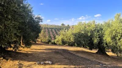 Rustic farm in Dehesa de los Montes photo 20