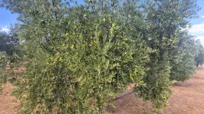 Rustic farm in Dehesa de los Montes photo 27