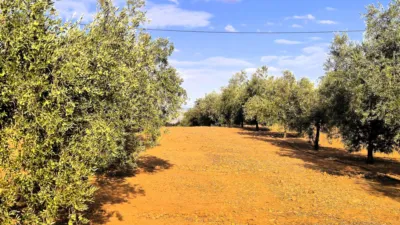 Rustic farm in Dehesa de los Montes photo 32