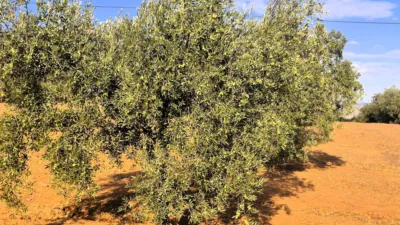 Rustic farm in Dehesa de los Montes photo 31