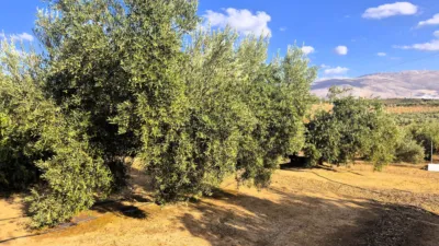 Rustic farm in Dehesa de los Montes photo 15