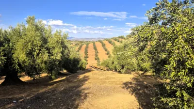 Rustic farm in Dehesa de los Montes photo 21