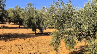 Rustic farm in Dehesa de los Montes photo 3
