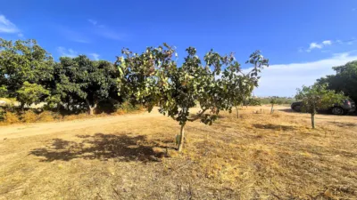 Rustic farm for sale on Calle Moraleda, No. 2 photo 4