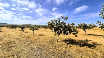 Rustic farm for sale on Calle Moraleda, No. 2 photo 3