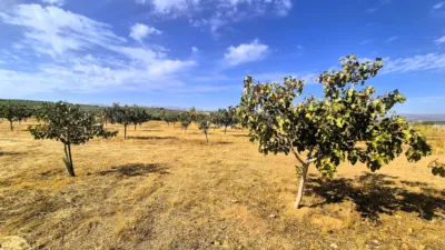Rustic farm for sale on Calle Moraleda, No. 2 photo 5