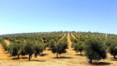 Rustic Farm in Cacín photo 5