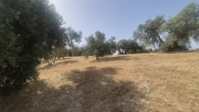 Finca rústica en Los Arenales photo 5