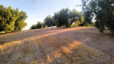 Rustic Farm in Loja photo 4