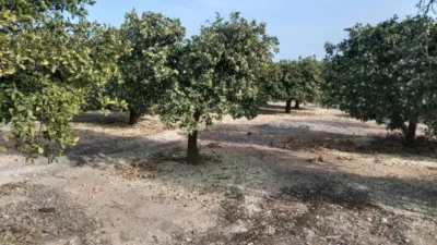 Pis – Crevillent, Polígono Industrial El Botx, el Baix Vinalopó - Vista 5