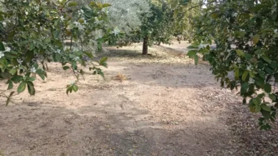 Pis – Crevillent, Polígono Industrial El Botx, el Baix Vinalopó - Més