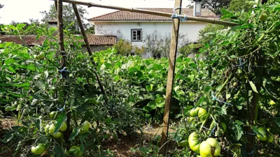 House in Piñeiros-Freixeiro-O Ponto photo 19