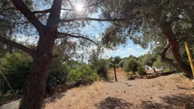 Rustic Finca in Aledo photo 27
