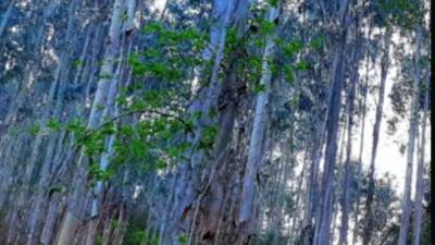 Terreno en venta en Calle de Pedra, Cariño de 16.000 €