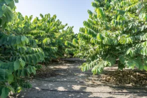 Terreno en calle Zorreras. Poligono 29 Parcela 43