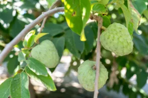 Terreno en calle Zorreras. Poligono 29 Parcela 43