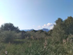 Finca rústica en Binissalem