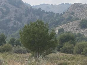 Imagen Orihuela Pedanías