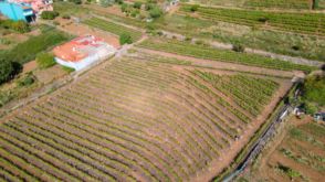 Imagen Tacoronte