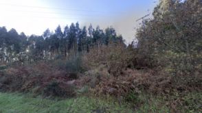 Imagen de Oseiro