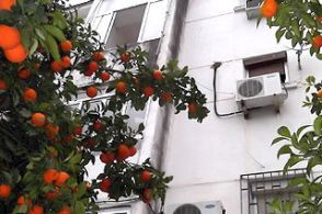 Imagen Campo de la Verdad, Sector Sur, Guadalquivir (Distrito Sur)