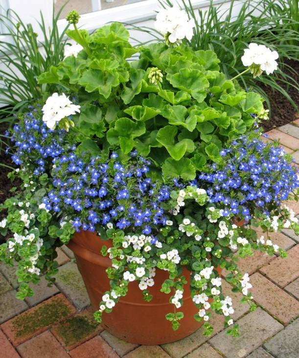 cuidar las macetas en oto&ntilde;o