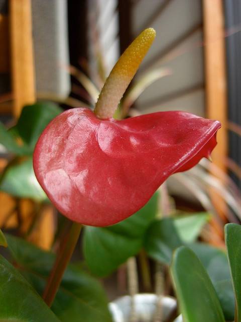 hanging planter self watering Mr Kitly Self-watering Hanging Planter