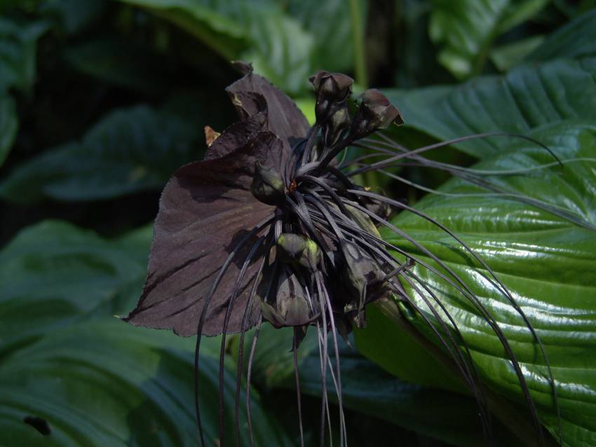Descubren la flor del diablo en Tailandia
