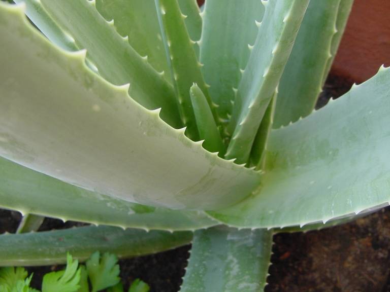 https://fotos.imghs.net/media/pisosblog/2014/01/plantascocinaaloeveraflickr.jpg