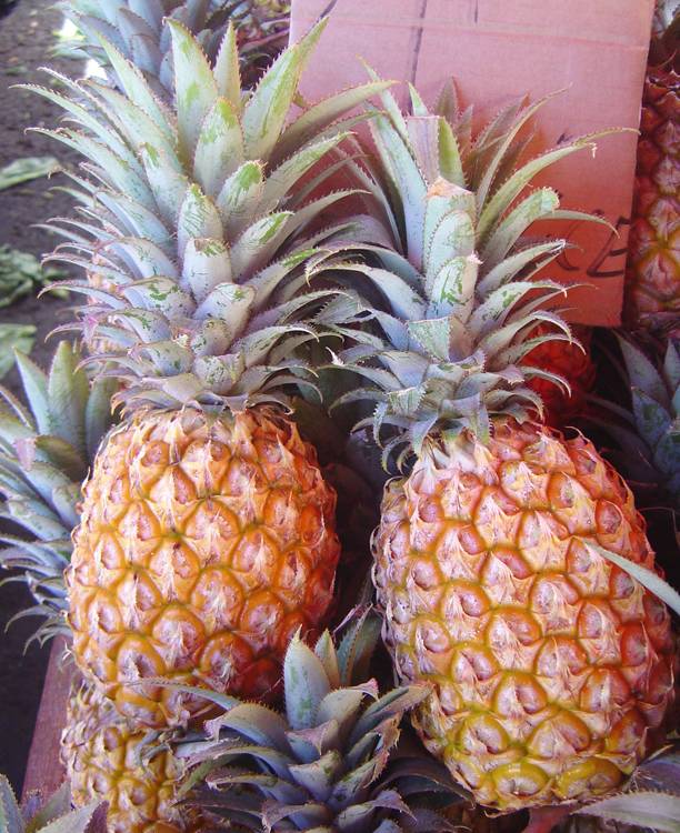 5 consejos para reproducir la piña - pisosblog - pisos.com
