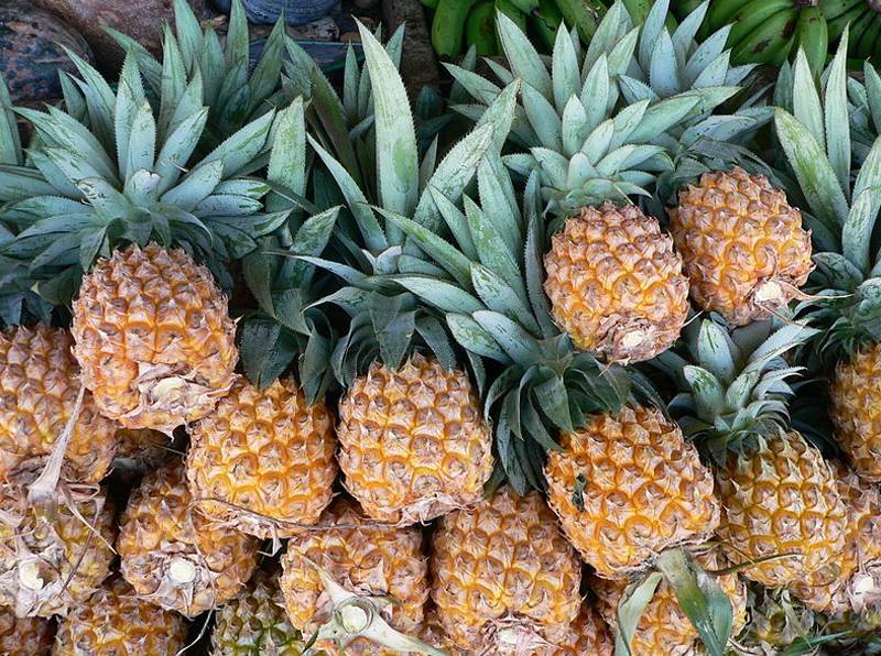 5 consejos para reproducir la piña - pisosblog - pisos.com