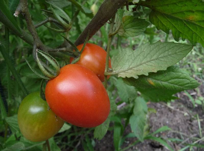 Planta de tomatera