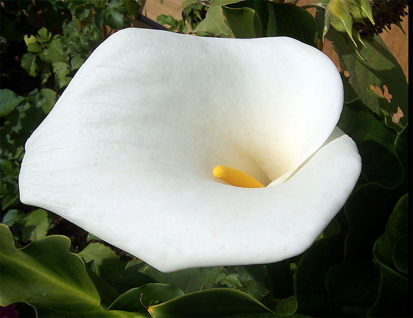 flores blancas cala