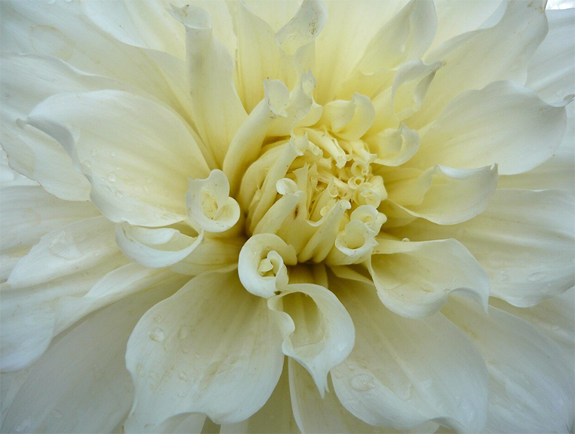 flores blancas dalia