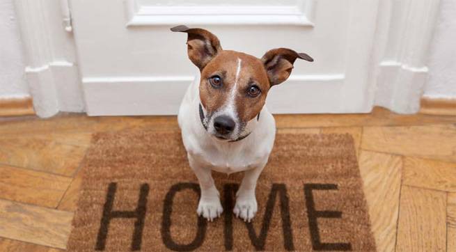 7-problemas-relacionados-con-las-mascotas-en-una-comunidad