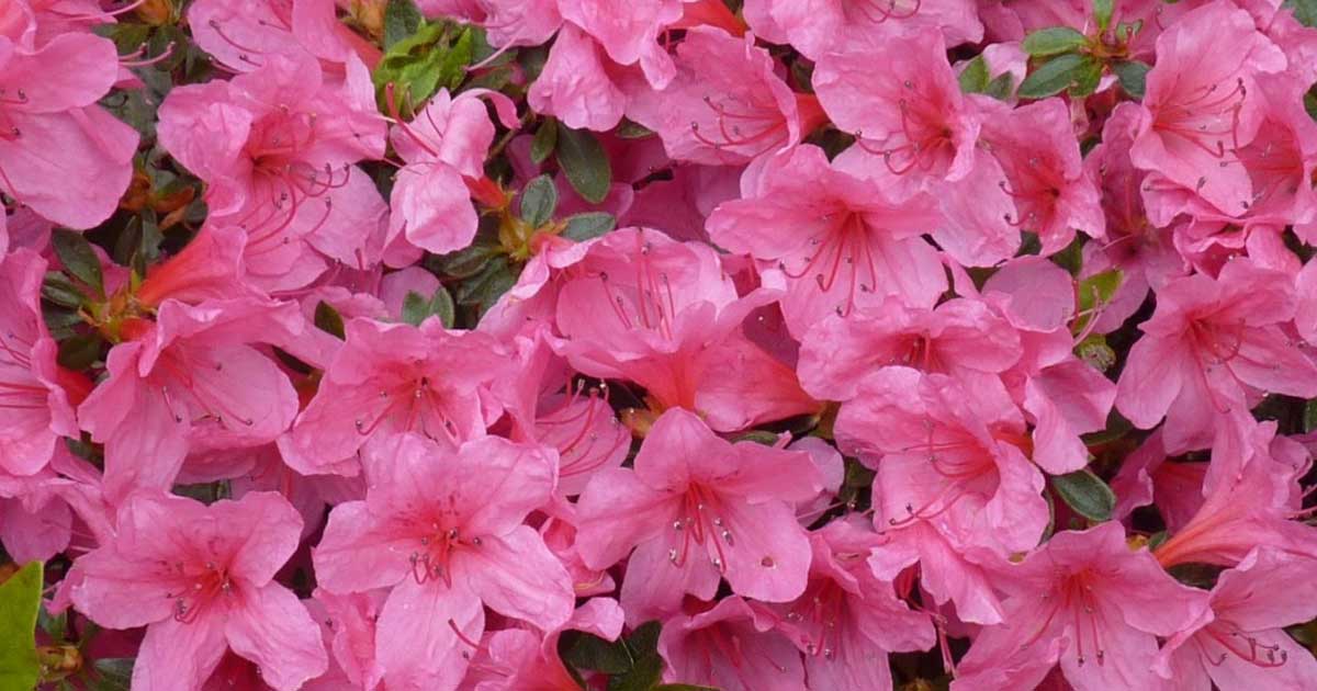 mascotas y plantas azaleas