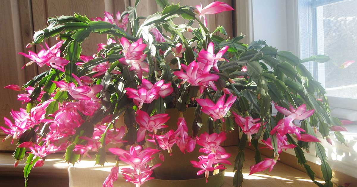mascotas y plantas cactus de navidad