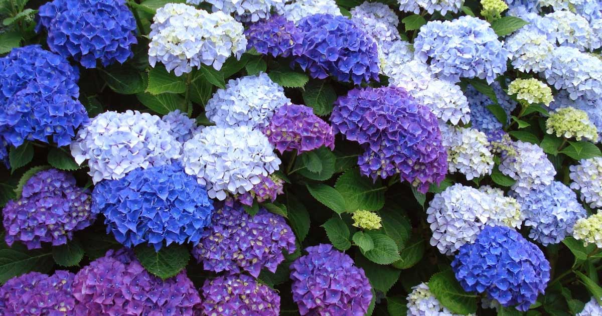 mascotas y plantas hortensias