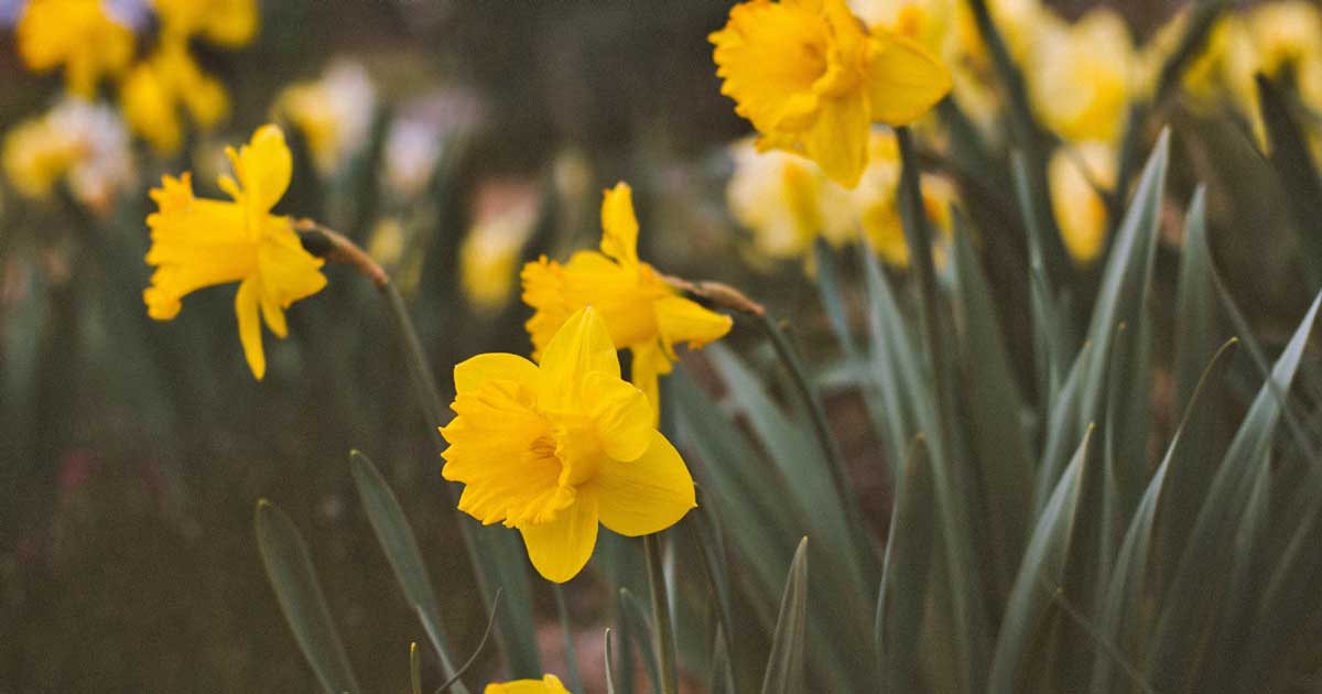 mascotas y plantas narcisos