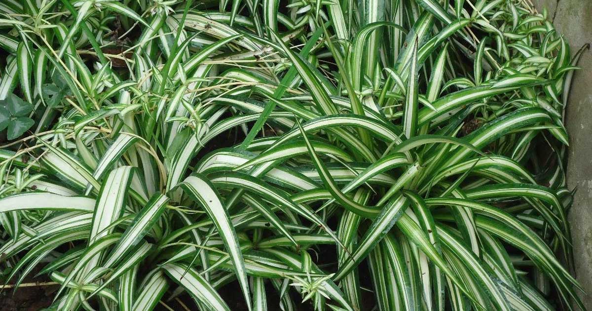 mascotas y plantas cintas