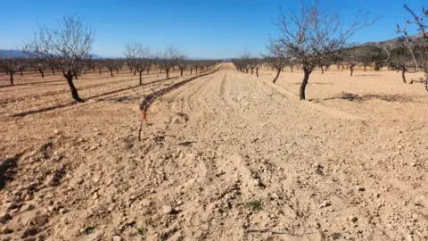 Terreno en Carretera Pinoso-Jumilla