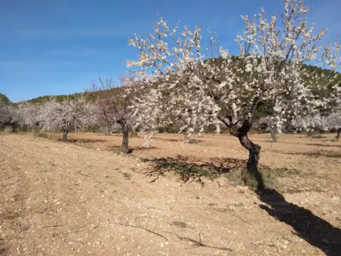 Finca rústica en Bullas