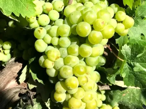 Finca rústica en calle de las Tablas