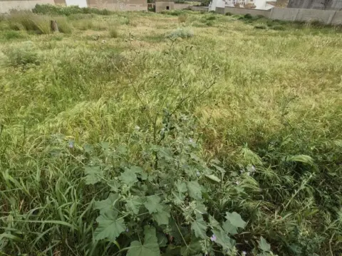 Terreno en El Santiscal