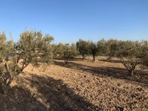 Terreno en El Pareton