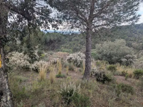 Terreno en calle El Mon Perdut