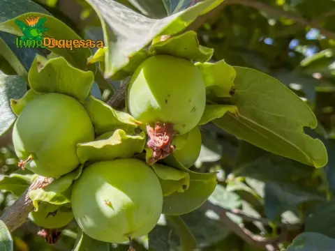 Finca rústica en calle Pre Ramal del Molino, nº Pol.3 Par