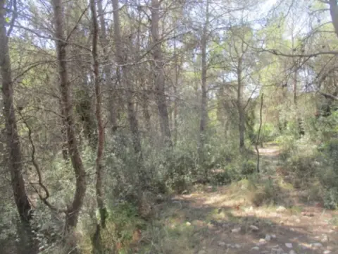 Terreno en calle Sebastia Riera